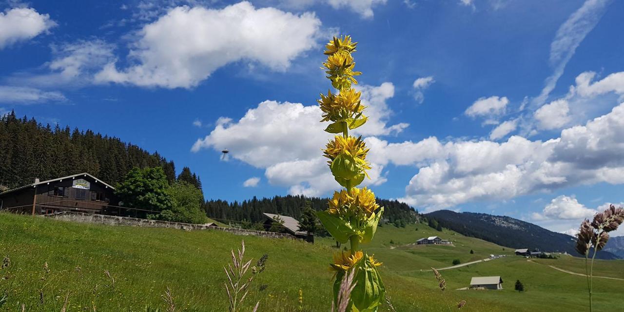 Gite Les Lanfiannes Thorens-Glières Kültér fotó
