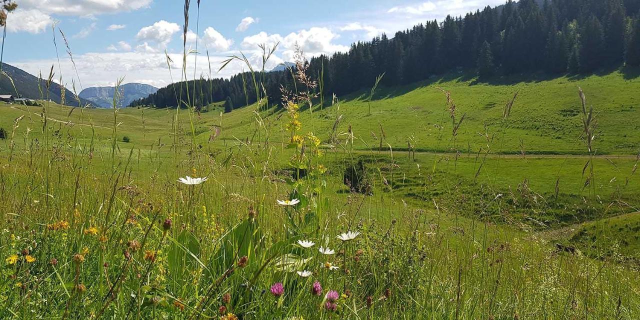 Gite Les Lanfiannes Thorens-Glières Kültér fotó